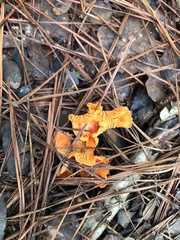 Cantharellus texensis