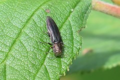 Agrilus anxius