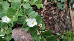 Evolvulus prostratus