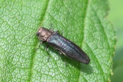 Agrilus anxius