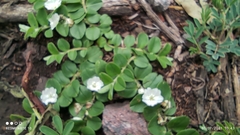 Evolvulus prostratus