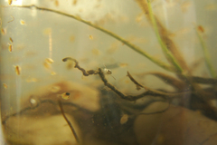 Corixoidea