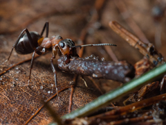 Formica polyctena