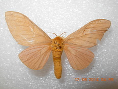 Anisota oslari