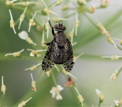 Platystoma seminationis