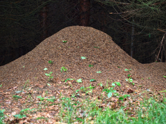 Formica polyctena