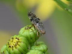 Tephritis vespertina