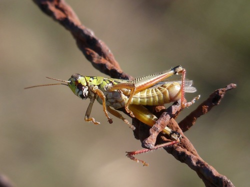 Red-legged Grasshopper, Eufaula, AL, USA, photo 8 of 10