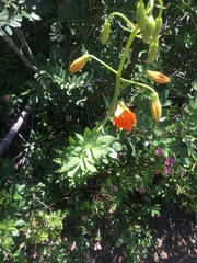 Lilium parvum