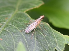 Norellia