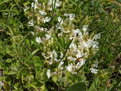 Teucrium pyrenaicum