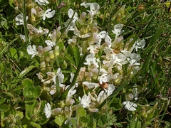 Teucrium pyrenaicum
