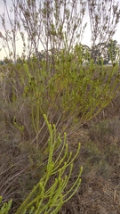 Leucadendron stellare