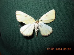 Hesperumia fumosaria