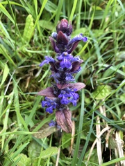 Ajuga reptans