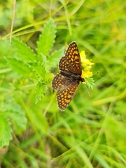Melitaea diamina