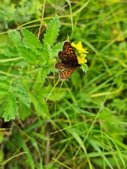 Melitaea diamina