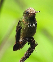 Lophornis stictolophus