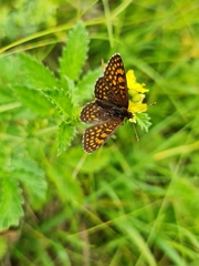Melitaea diamina