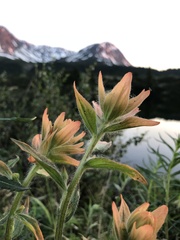 Castilleja unalaschcensis