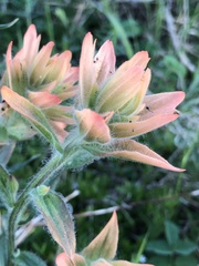 Castilleja unalaschcensis