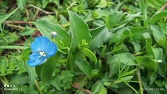 Commelina