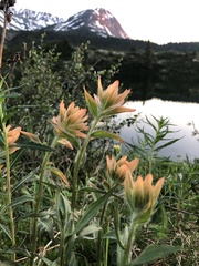 Castilleja unalaschcensis