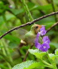 Lophornis stictolophus