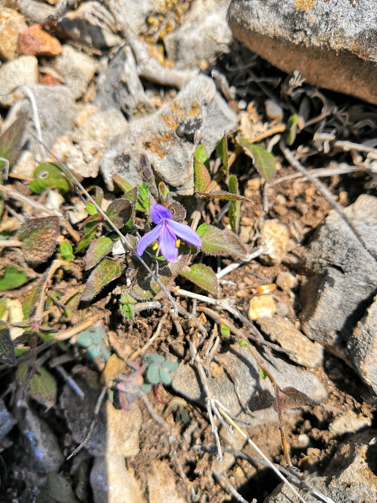 Carlowrightia venturae