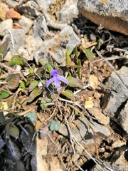 Carlowrightia venturae
