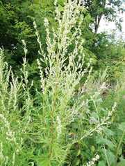Artemisia vulgaris