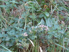 Cedronella canariensis