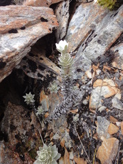 Leucogenes leontopodium