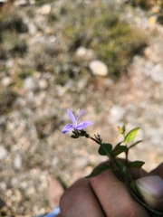 Carlowrightia venturae