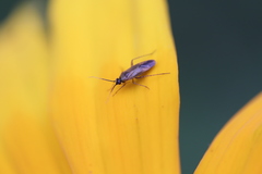 Plagiognathus arbustorum