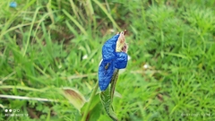Commelina