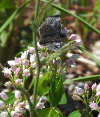 Erynnis icelus