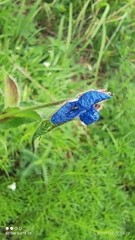 Commelina