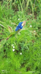 Commelina