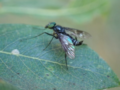 Athericidae