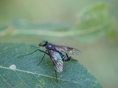 Athericidae
