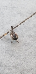 Passer domesticus