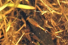 Eubranchipus vernalis