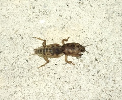 Neoscapteriscus abbreviatus
