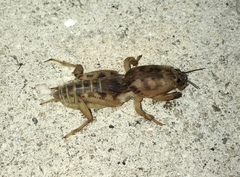 Neoscapteriscus abbreviatus