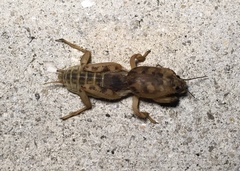 Neoscapteriscus abbreviatus