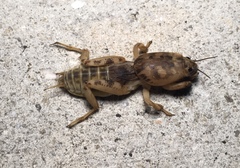 Neoscapteriscus abbreviatus