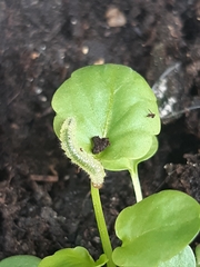 Tenthredinoidea
