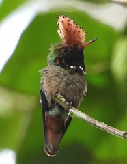 Lophornis stictolophus