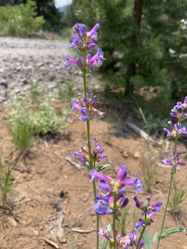 Blueleaf Beardtongue (Penstemon glaucinus)